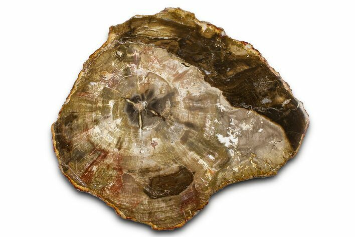Polished Petrified Wood (Araucaria) Round - Madagascar #376076